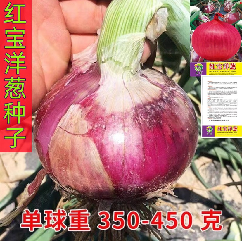 红皮洋葱种子紫红皮洋葱种子洋葱种子黄皮洋葱种子种籽