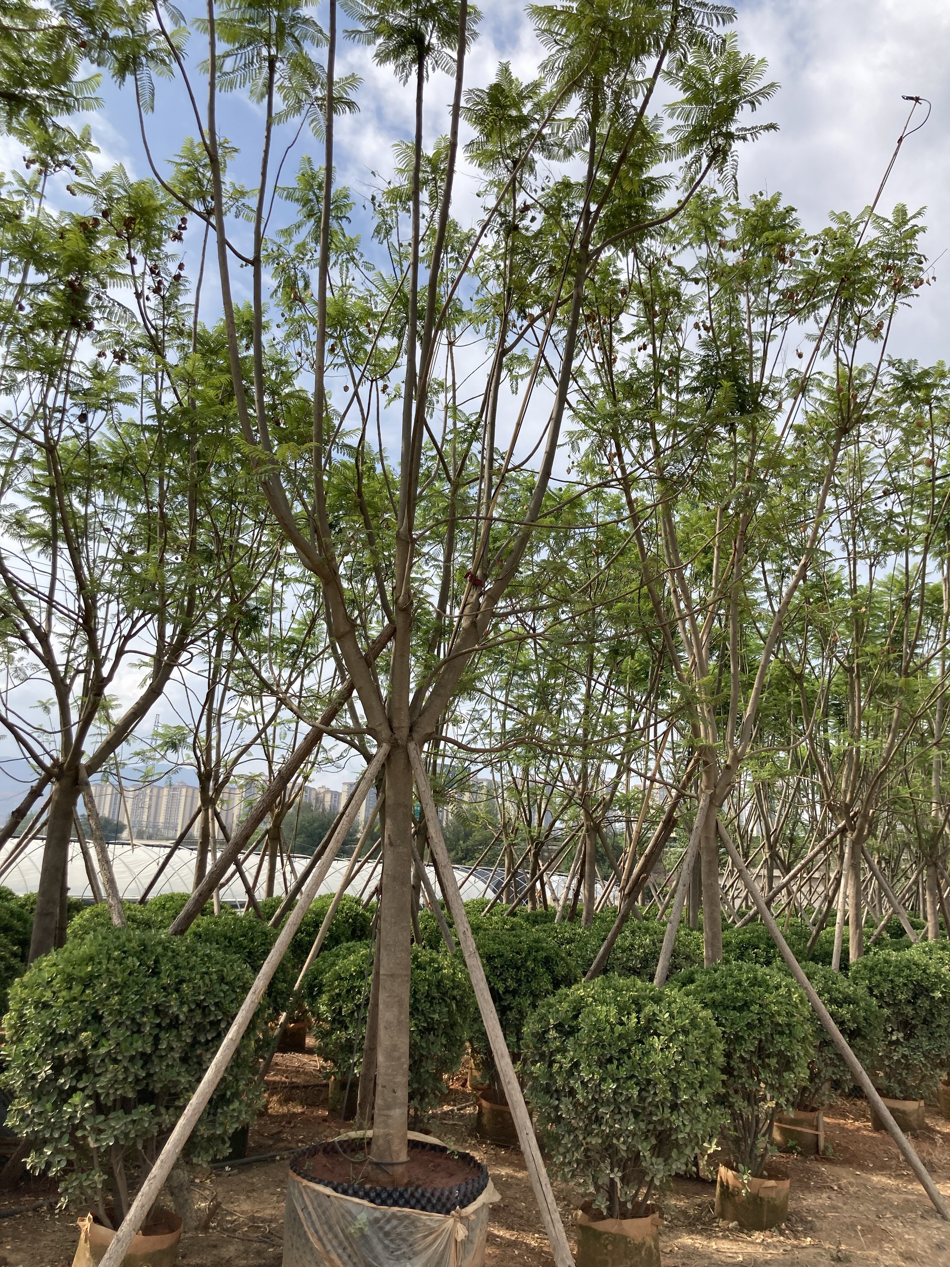 蓝花楹15-17公分