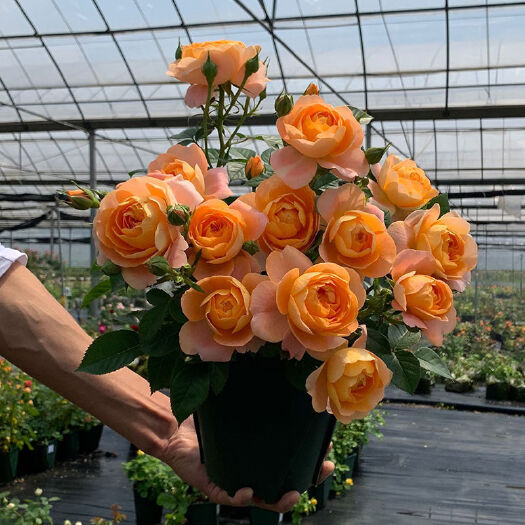 沭阳县果汁阳台