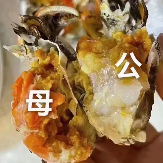 盘锦盘锦河蟹