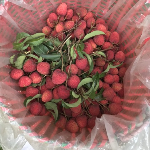 广州增城仙村仙进奉荔枝