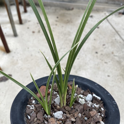 随县惠兰边草