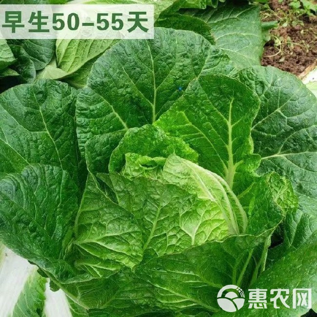 夏阳早48 50白菜种子 耐热 早熟大白菜种籽 抗