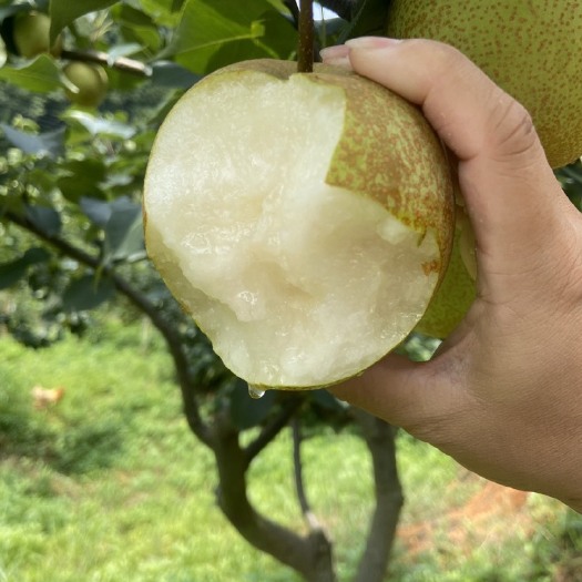 武平县早熟脆蜜梨 苹果梨 肉嫩脆甜汁水多