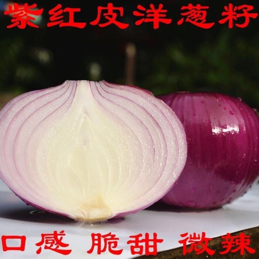 红皮洋葱种子紫红皮洋葱种子洋葱种子黄皮洋葱种子种籽