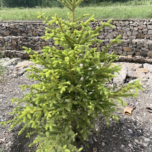阿尔山市从40公分到几米货物充足，有意采购者详谈