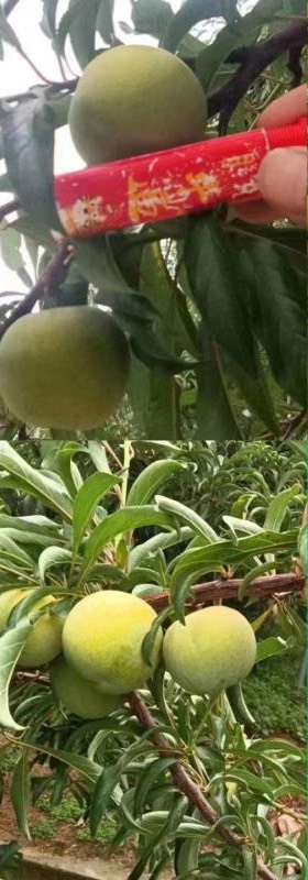 眉山李子中的爱马仕。精品蜂糖李。 五月脆