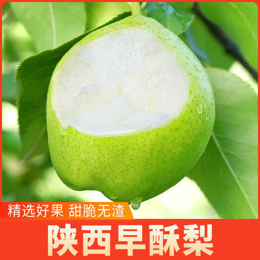 蒲城县陕西酥梨脆甜薄皮批发整箱9到10斤现摘梨子超甜新鲜应季水