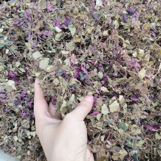天全县风柜草