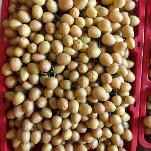 柳州无籽黄皮果
