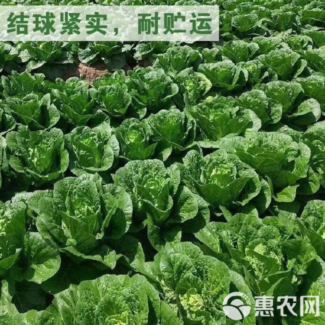 夏阳早48 50白菜种子 耐热 早熟大白菜种籽 抗