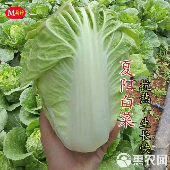 夏阳早48 50白菜种子 耐热 早熟大白菜种籽 抗