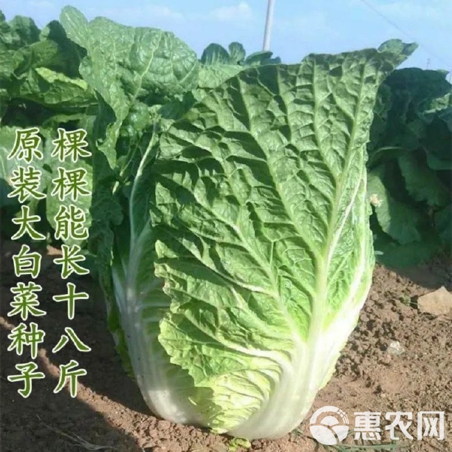 夏阳早48 50白菜种子 耐热 早熟大白菜种籽 抗