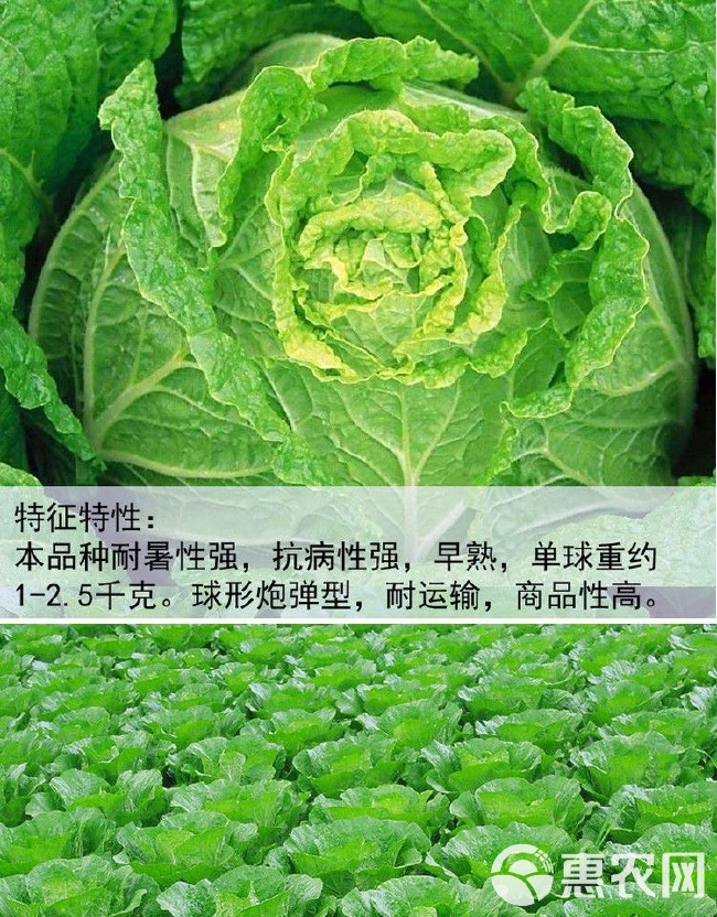 夏阳早48 50白菜种子 耐热 早熟大白菜种籽 抗