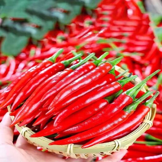 贵港菜菜