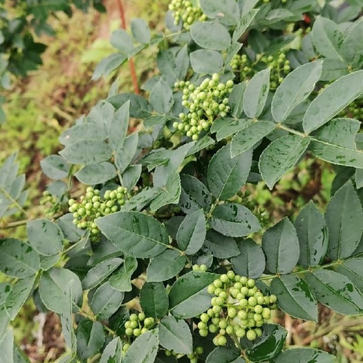 当阳市本地青花椒  大量花椒出售
