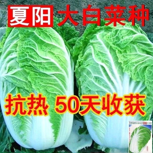 夏阳早48 50白菜种子 耐热 早熟大白菜种籽 抗