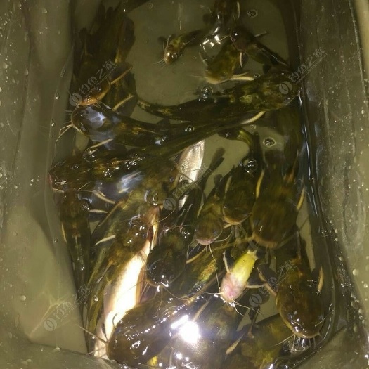 永州井水样子黄古鱼