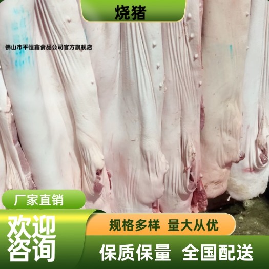 厂家直销  猪壳烧猪原材料新鲜猪肉土猪烧猪大猪批发