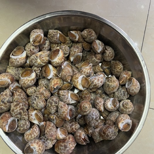 花螺，50-80，80-120，干净无沙，全国接单，一手货源
