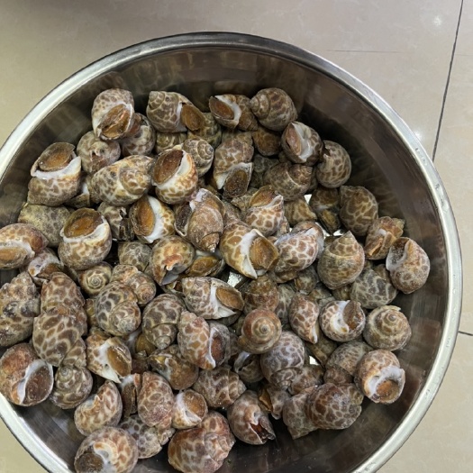 中牟县花螺，50-80，80-120，干净无沙，全国接单，一手货源