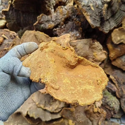 景洪市松针灵芝