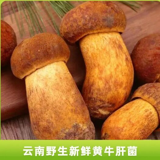野生新鮮黃牛肝菌，別名黃賴頭