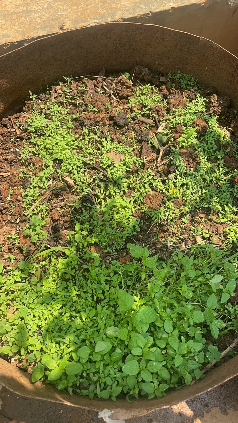 头代冰粉种籽，成活率高