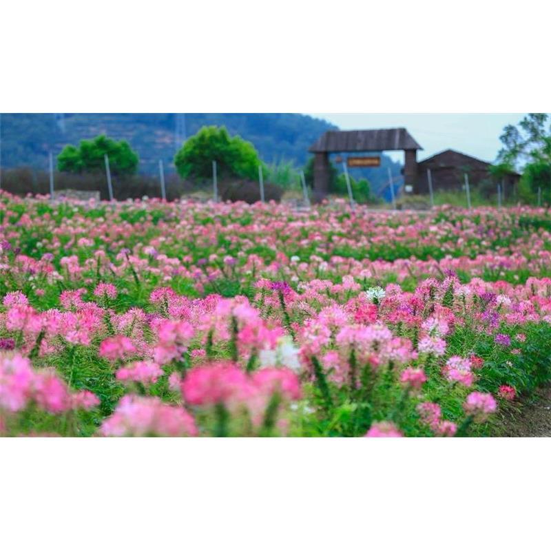 醉蝶花种子 四季播种植易活醉蝴蝶花种子园林盆栽花籽北方室外