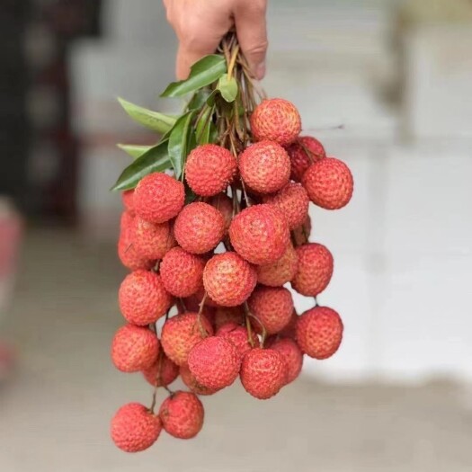 广州桂味荔枝  广东增城桂味 荔枝  果园现摘