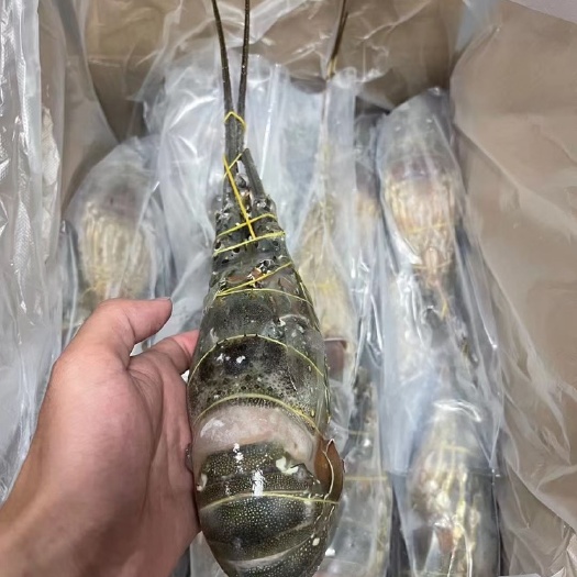 上海越南小青龙