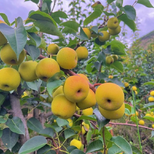米易县攀枝花普威丁香梨