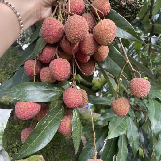 漳浦县荔枝新鲜水果当季整箱顺现摘现发福建漳州老树黑叶荔枝美食