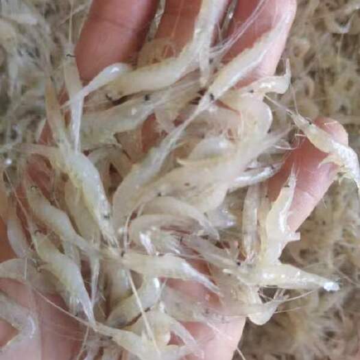 巢湖白米虾，银鱼