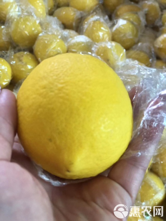 安岳尤力克柠檬一二级果产地直发常年供货奶茶店水果店供货价包邮