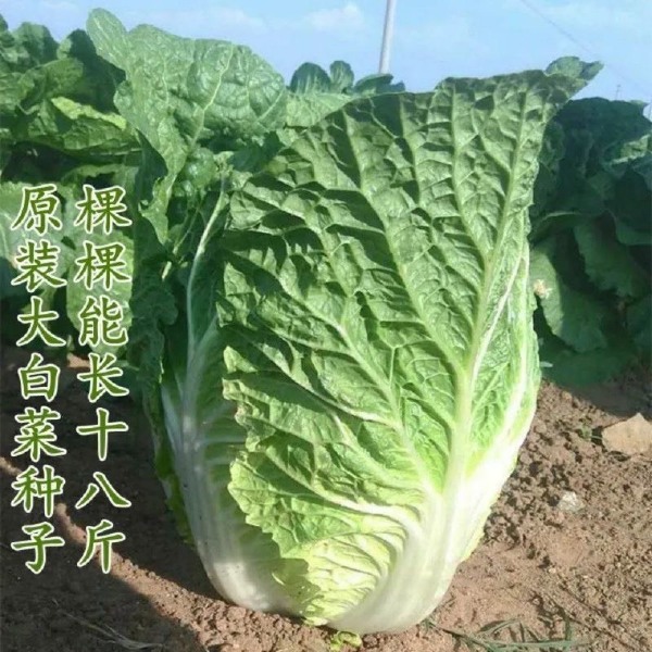 夏阳早48 50白菜种子 耐热 早熟大白菜种籽 抗