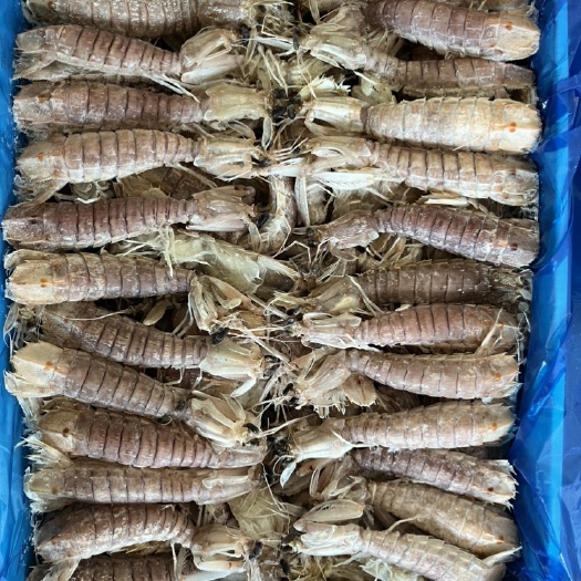 中牟县活冻皮皮虾，皮皮虾满肉带黄，可整条出肉，一手货源