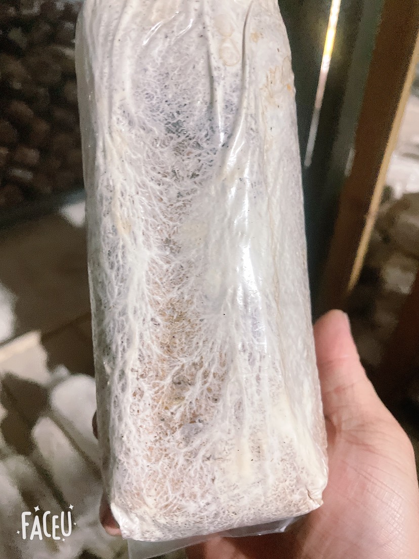 黎平县特质茯苓菌种