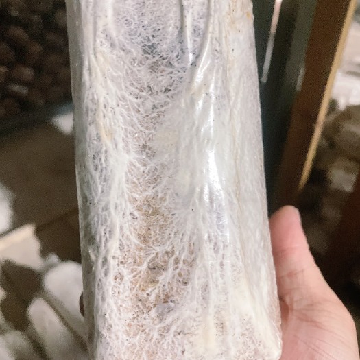 黎平县特质茯苓菌种