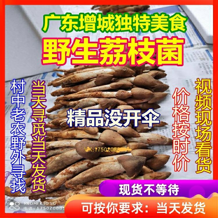 广州野生荔枝菌