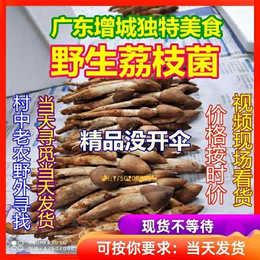 广州新鲜直发优质荔枝菌鲜货纯野生菌