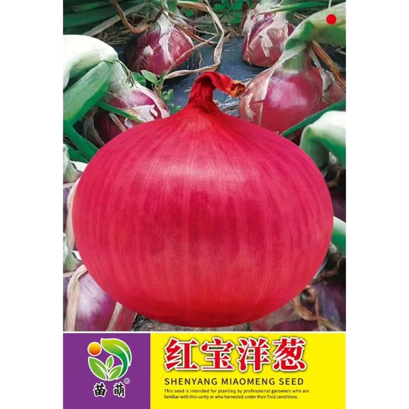 红皮洋葱种子紫红皮洋葱种子洋葱种子黄皮洋葱种子种籽