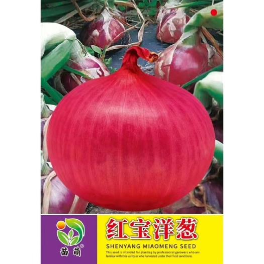 祁东县红皮洋葱种子紫红皮洋葱种子洋葱种子黄皮洋葱种子种籽
