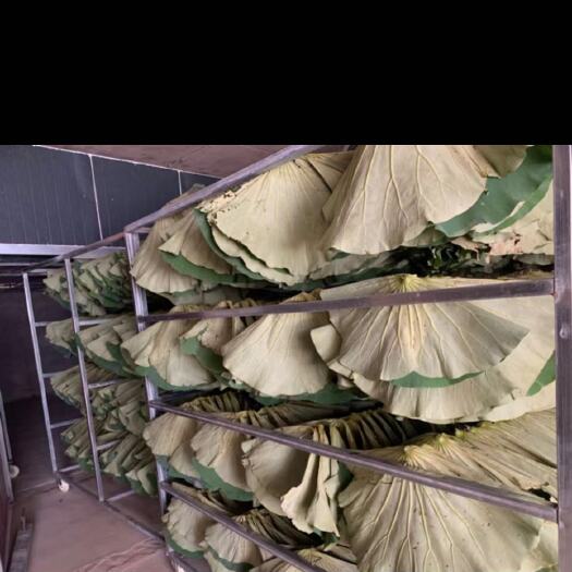 宜宾荷叶