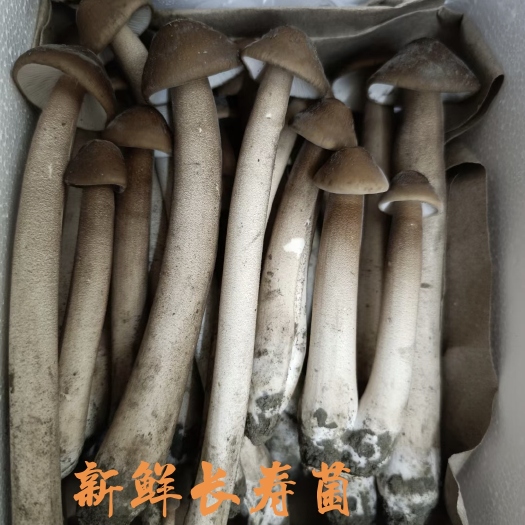 广州广州市发货新鲜蔬菜食用菌荔枝菌鲜货，人工荔枝菌，长寿菌