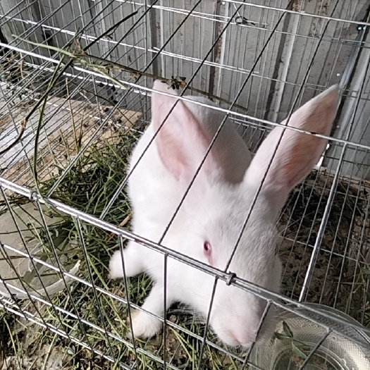 霸州市肉兔象养