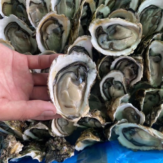 饶平县烧烤生蚝半壳加工
