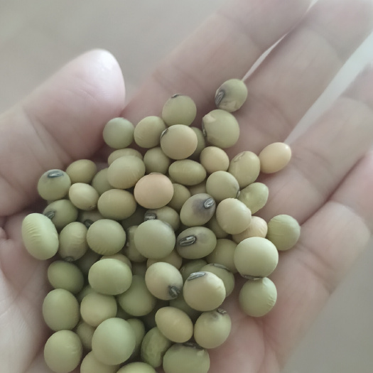 英德市农家大豆 青豆