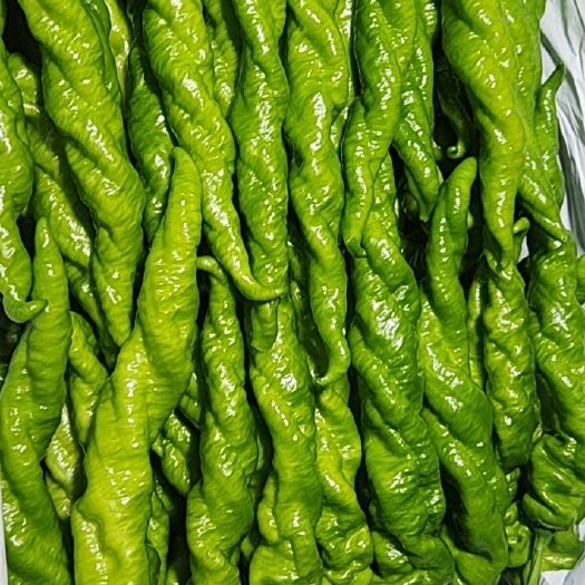 临沂螺丝椒蔬菜代收价格不等