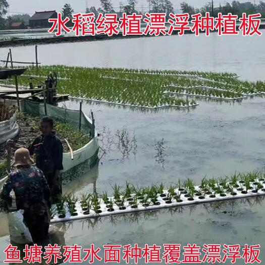 上饶漂浮板蔬菜/水稻定植板水培绿化蔬菜设备鱼塘水面种植覆盖
